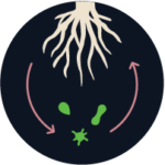 Microbes@2x