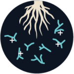 Beneficial Endophyte Fungi Increases Due To Flamingro 2