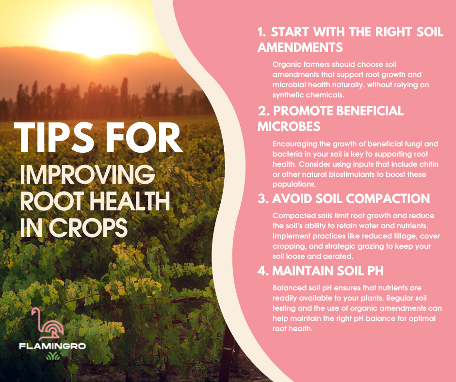 Flamingro Tips For Improving Root Health In Organic Crops For Higher Yields Nz