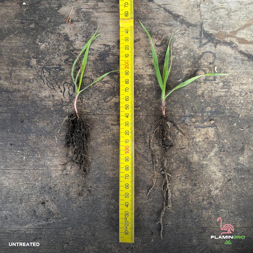 Pasture Root Mass Side By Side Flamingro Bio Protectant Organic Nz Made