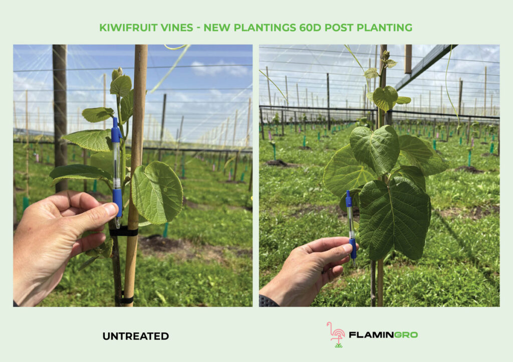 Kiwifruit New Plantings Without Treated With Flamingro 60d Post Planting Bay Nutrients