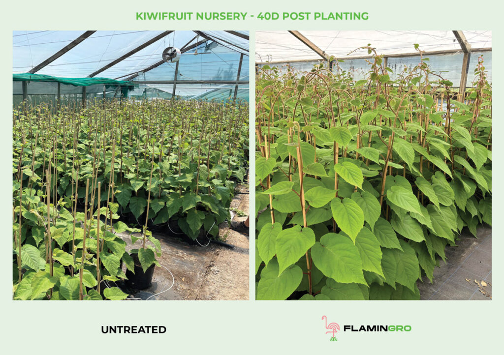 Kiwifruit Plants In Nursery 40d Post Planting Control With Flamingro Bay Nutrients