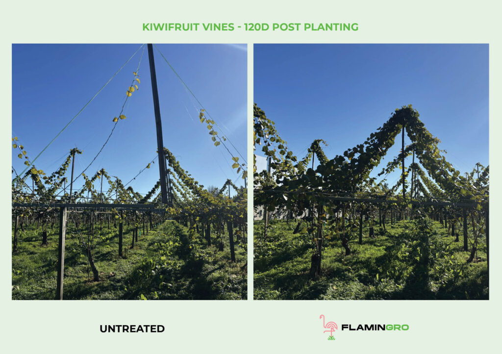Kiwifruit Vines Orchard Without And Treated With Flamingro 120d Post Planting Bay Nutrients Biostimulant