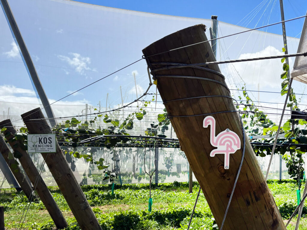 Why Are There Pink Flamingos At Kiwifruit Orchards Flamingro Bay Nutrients