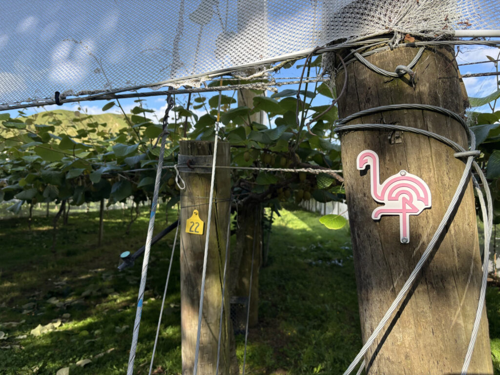 Why Are There Pink Flamingos At Kiwifruit Orchards? Flamingro™, Bay Nutrients