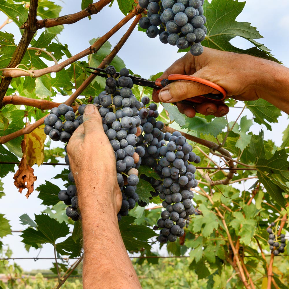 Harvesting Ripe Grapes At Vineyard Flamingro For Viticulture