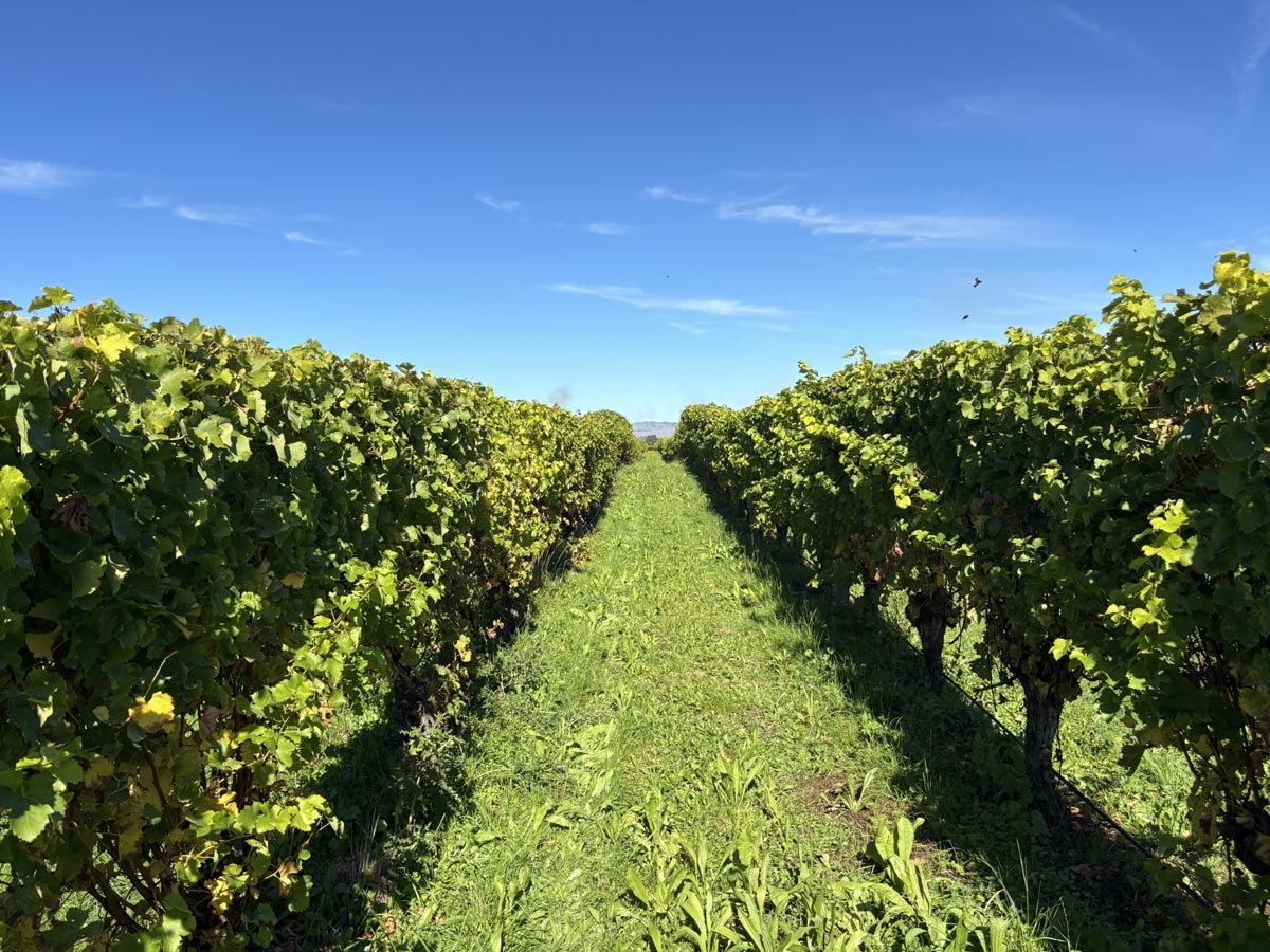 Viticulture Rows Flamingro Biostimulant For Improved Soil And Plant Health Nz