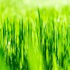 Flamingro For Farmers Improve Pasture Growth
