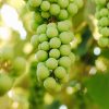 Flamingro For Grape Growers Improve Growth