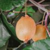 Flamingro For Kiwifruit Growers
