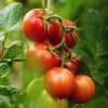 Flamingro For Organic Vegetable Growers Improve Growth
