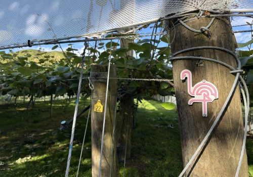 Why Are There Pink Flamingos At Kiwifruit Orchards? Flamingro™, Bay Nutrients